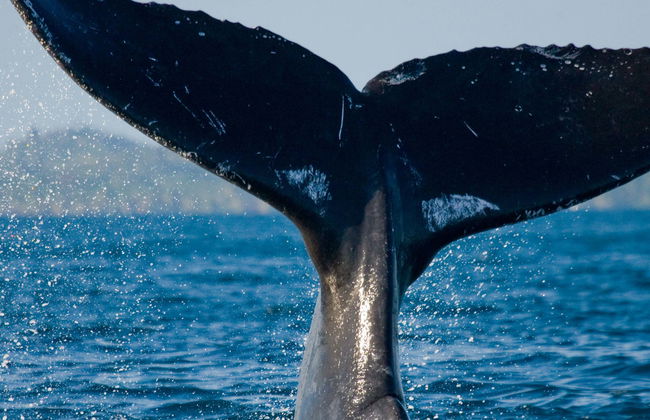 Avistamento de baleias em Samaná + Cachoeira El Limón - Foto 1