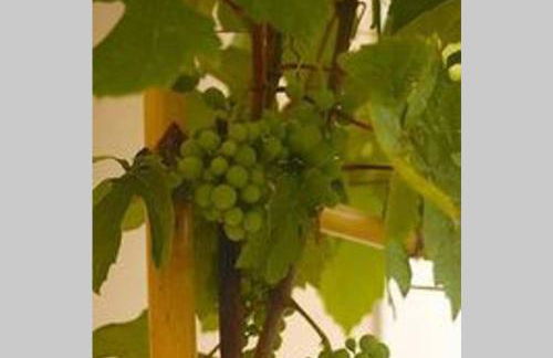 OceanFront Studio - Casa Santo Antonio - Photo 13