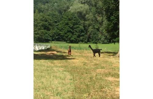 Castle Apartment "Cook" - Photo 26