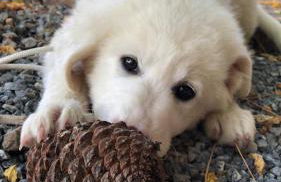 Agriturismo Il Pino - Foto 6