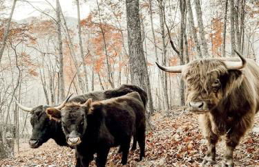 Stunning Pet-Friendly Treehouse for Relaxing Glamping Retreats in North Carolina - Foto 66