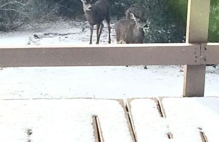 Shirley Creek Retreat: a Mountain Oasis - Foto 14