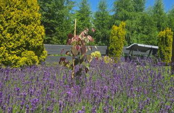 Apartament Lawenda - Foto 13