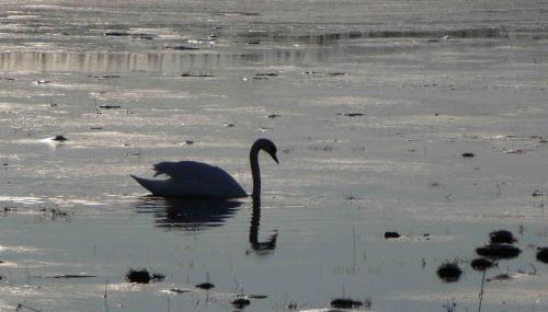 Reetdachhaus am Bodden Middelhagen - Foto 3