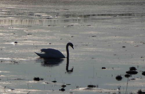 Reetdachhaus am Bodden Middelhagen - Foto 3