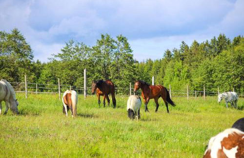 Ferienhof Kosertal - Erlebnisbauernhof, Reitstall & Spa - Foto 32
