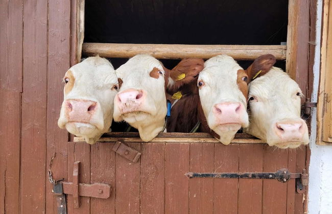 Cozy Apartment in Mühlbach with Garden near Ski Slopes - Foto 19