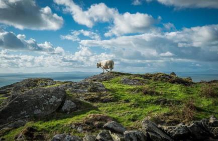 Coed-Stable - Foto 28