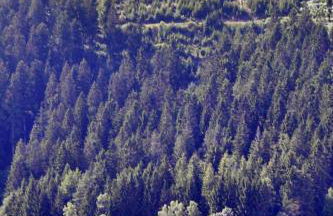 Martina Frey Ferienwohnungen - Foto 11