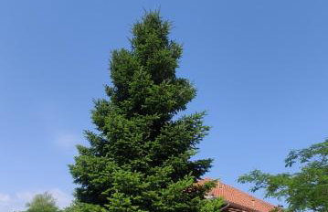 Zisis Garden Studios - Photo 13