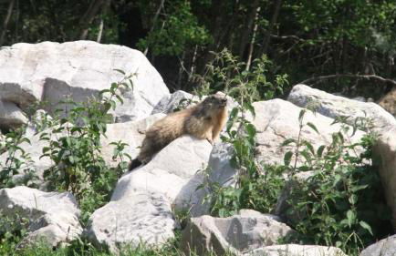 Orcières Location By JL - Pied des Pistes - Piscine - Foto 20