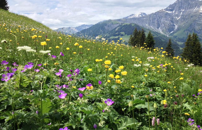 Sunnegruess - Foto 18