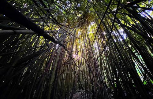 Anahola Beach House 6br - Foto 48