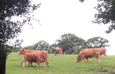 The Old Shippen, Drewsteignton - Foto 11