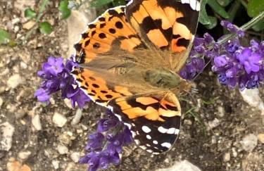 Ferienwohnung Aussicht, Monheimer Alb, Altmühltal - Foto 14