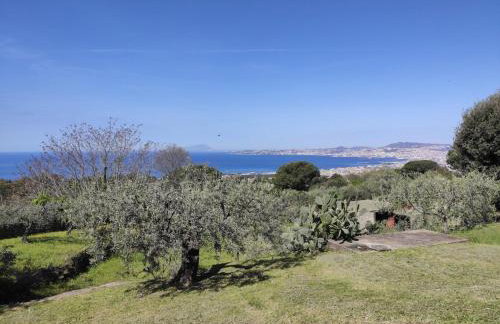 Dimora degli Ulivi B - Vesuvio - Foto 5