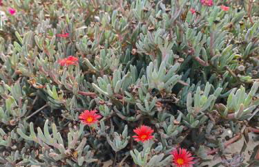 Las Casitas Masdache - Foto 49