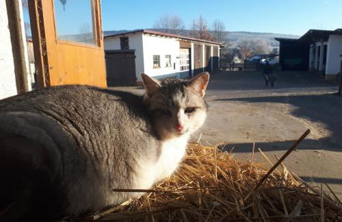 Ferienhof Mültner - Foto 28