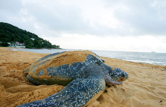 Appartement Cayenne Chic Design Élégant - Foto 55