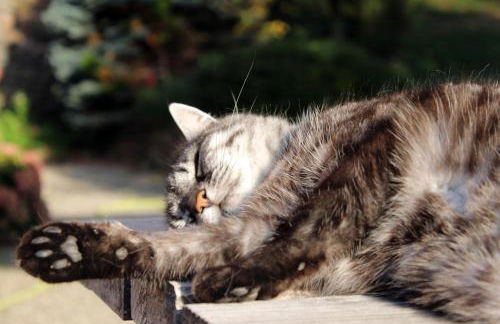 gite au coin du feu à 25mn de Colmar au calme avec jardin clos - Foto 23
