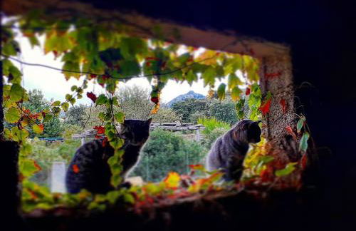 Eco Lodge nella natura Con Piscina privata "La Grande Quercia" - Foto 31