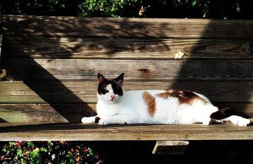 El Pedrueco Turismo Rural - Foto 36