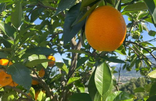 FeWo Passo-Palade - Foto 37