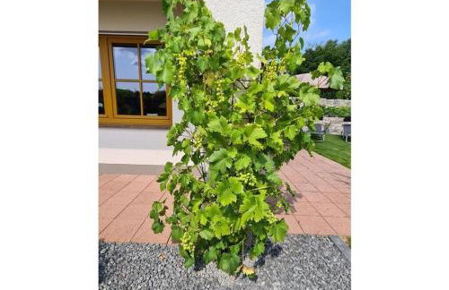 "moseltor" Comfortable Holiday Residence - Foto 19