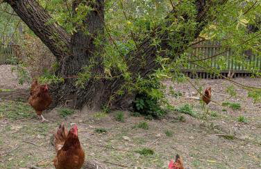 Michałówka Michaelhof - Foto 60