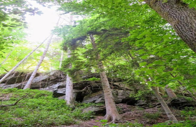 Holiday Home in La Roche With Sauna & Nature - Photo 35