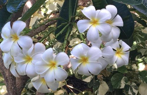 Mediteranean style Ohana Rental / Loft & Sundeck panoramic OCEAN VIEW - Foto 22