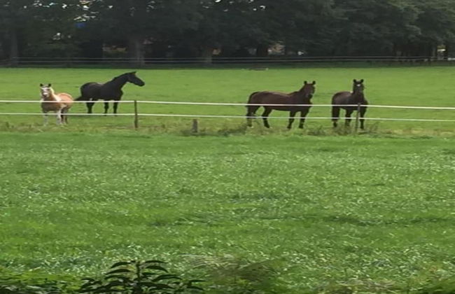 Holiday Home in Bad Bentheim With Sauna - Photo 35
