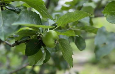 Apple Cottage - Photo 42