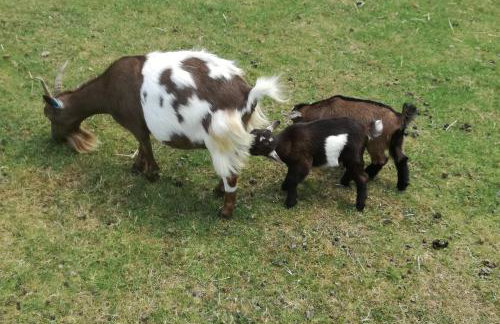 Rose Cottage, Tregolls Farm - Foto 17