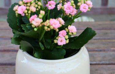 Familienfreundliche Ferienwohnung Aschenputtel - Foto 41