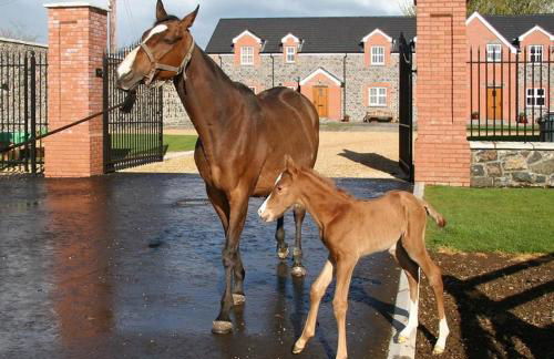 Stable Court Apartments - Foto 17