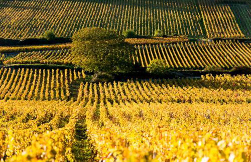 Coeur Chambertin - Foto 18