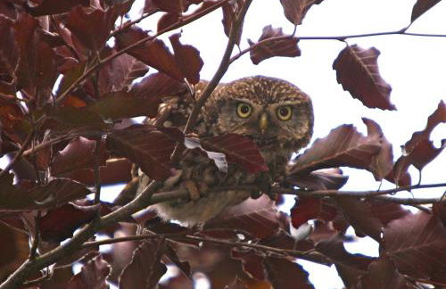 Molland Manor House Self catering (10 bedrooms 9 bathrooms) - Foto 51