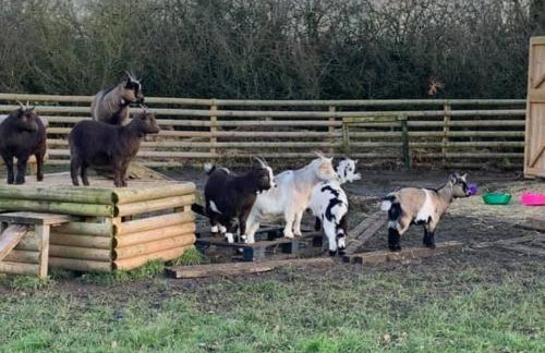 Beech Pod Cabin in beautiful surroundings Wrexham - Foto 19