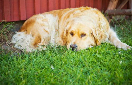 Ferienhof Ebsen - Foto 2