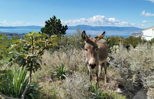 Villa Suzi - Family Farm Stay with Donkeys, Pool and Sea View near Rijeka - Photo 26