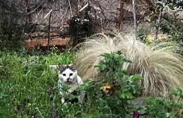 Kokos Traditional Family House - Foto 21