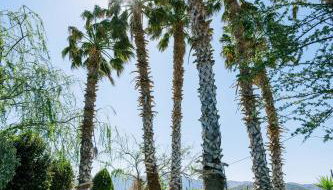 Stella's Holiday Resort - Foto 5, Garden, Garden view