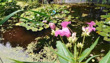 Ferienwohnung im Grünen - Foto 2, Garden