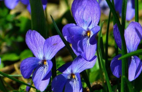 STUDIO Jasmin & Jardin 1 à 2 pers à Villa Terra - Photo 23