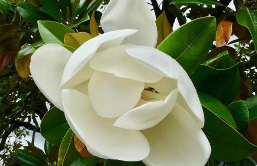 Magnolia : Superbe deux-pièces quartier du Château - Foto 11