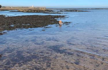 Gertie's Getaway - 3 Bedroom cottage sleep 6-8 - Photo 12