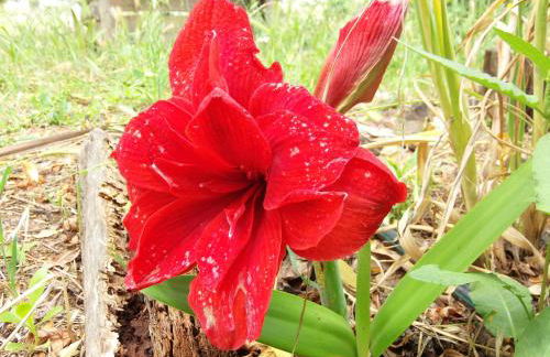 Ninho Da Poupa - Foto 30