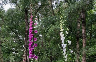 Private Apartment at Woodland Retreat - Foto 4