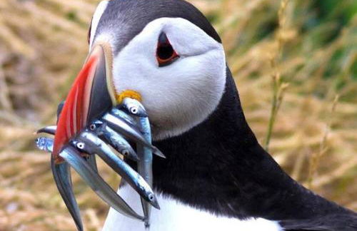 The Seaview - South Shields - Foto 40